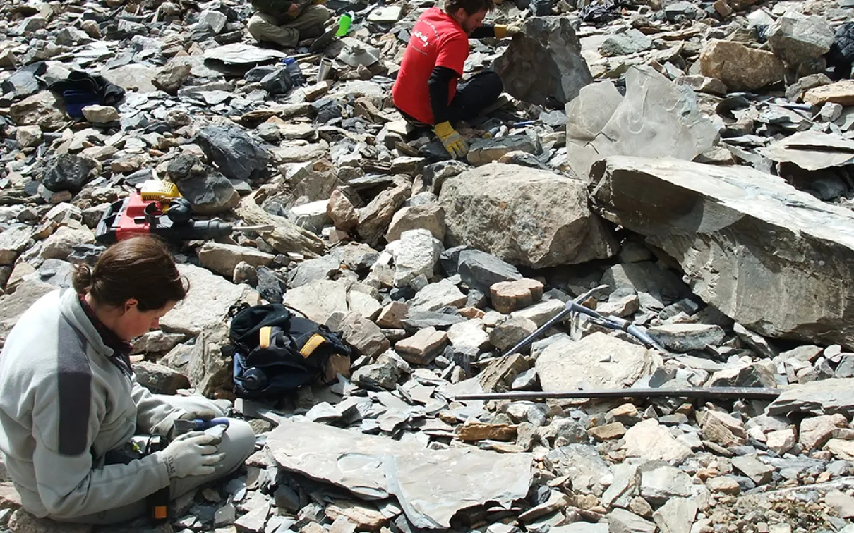 L'équipe du ROM, lors de la saison de travail sur le terrain 2010, examine les roches de type Shale de Burgess qui ont dégringolé des couches fossilifères situées plus haut sur les flancs de la montagne.