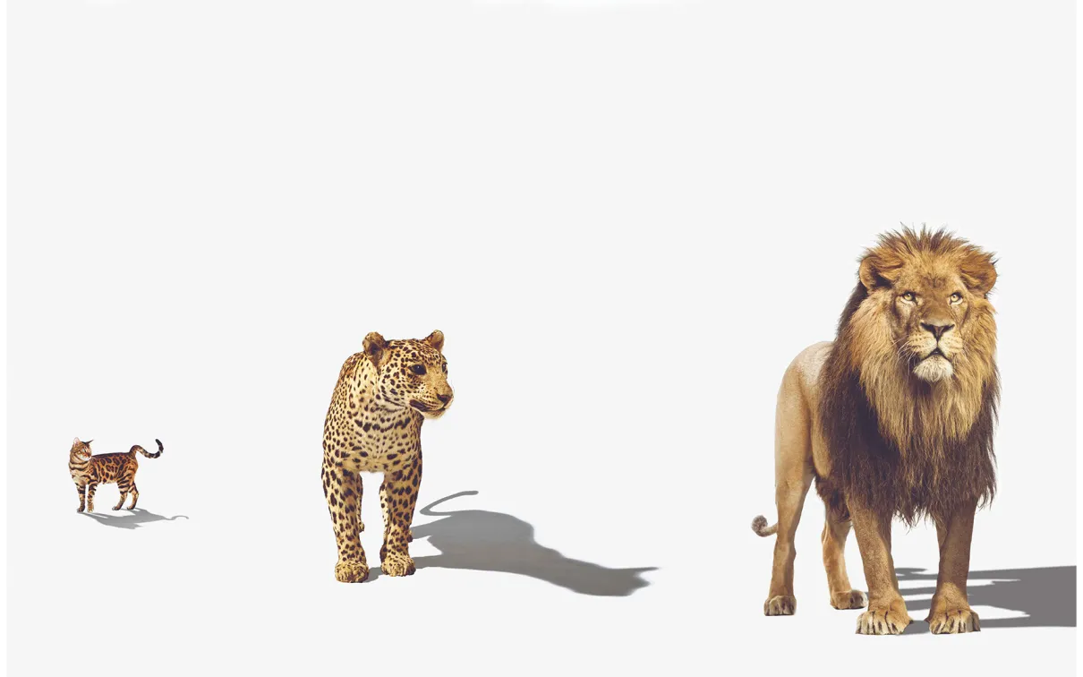 Photo of a bengal cat, a leopard, and a lion