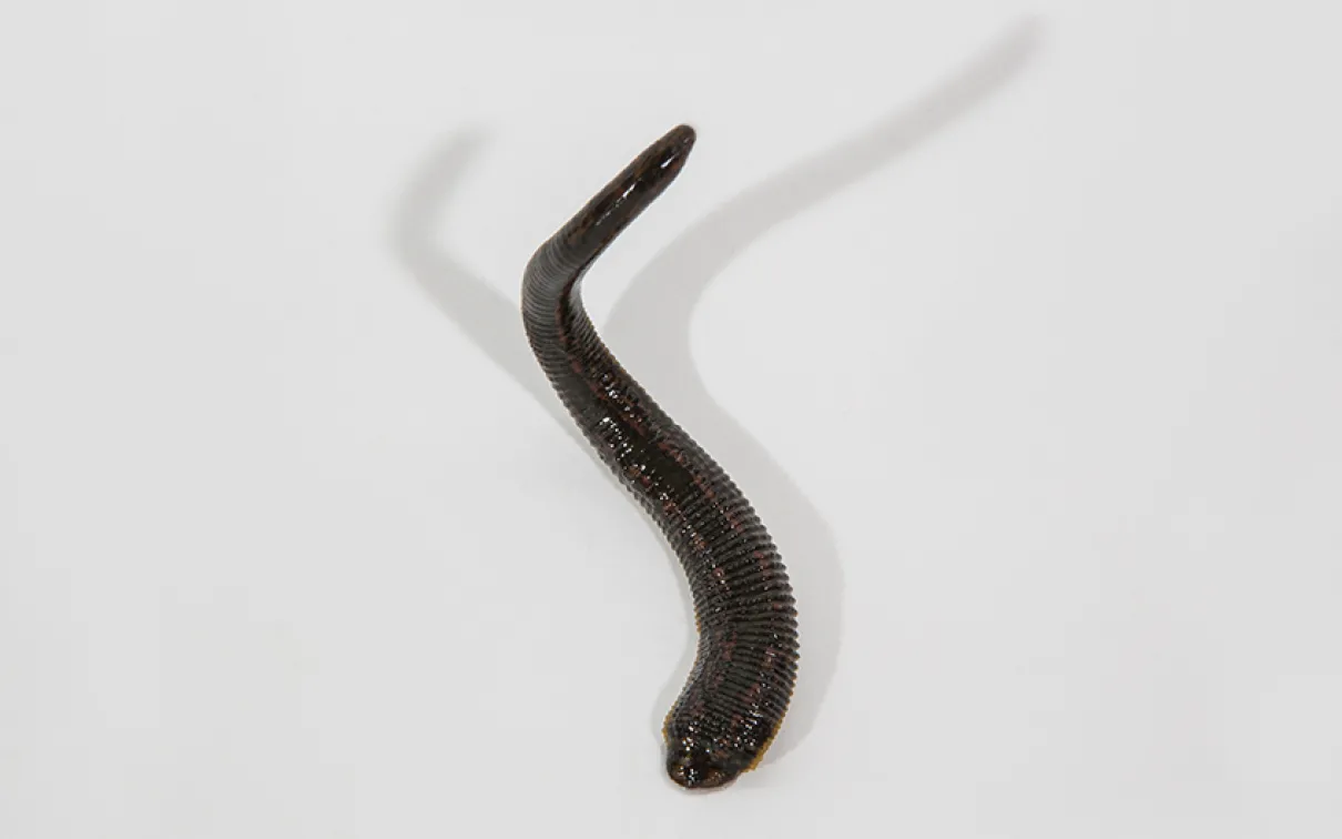 Hirudo medicinalis.