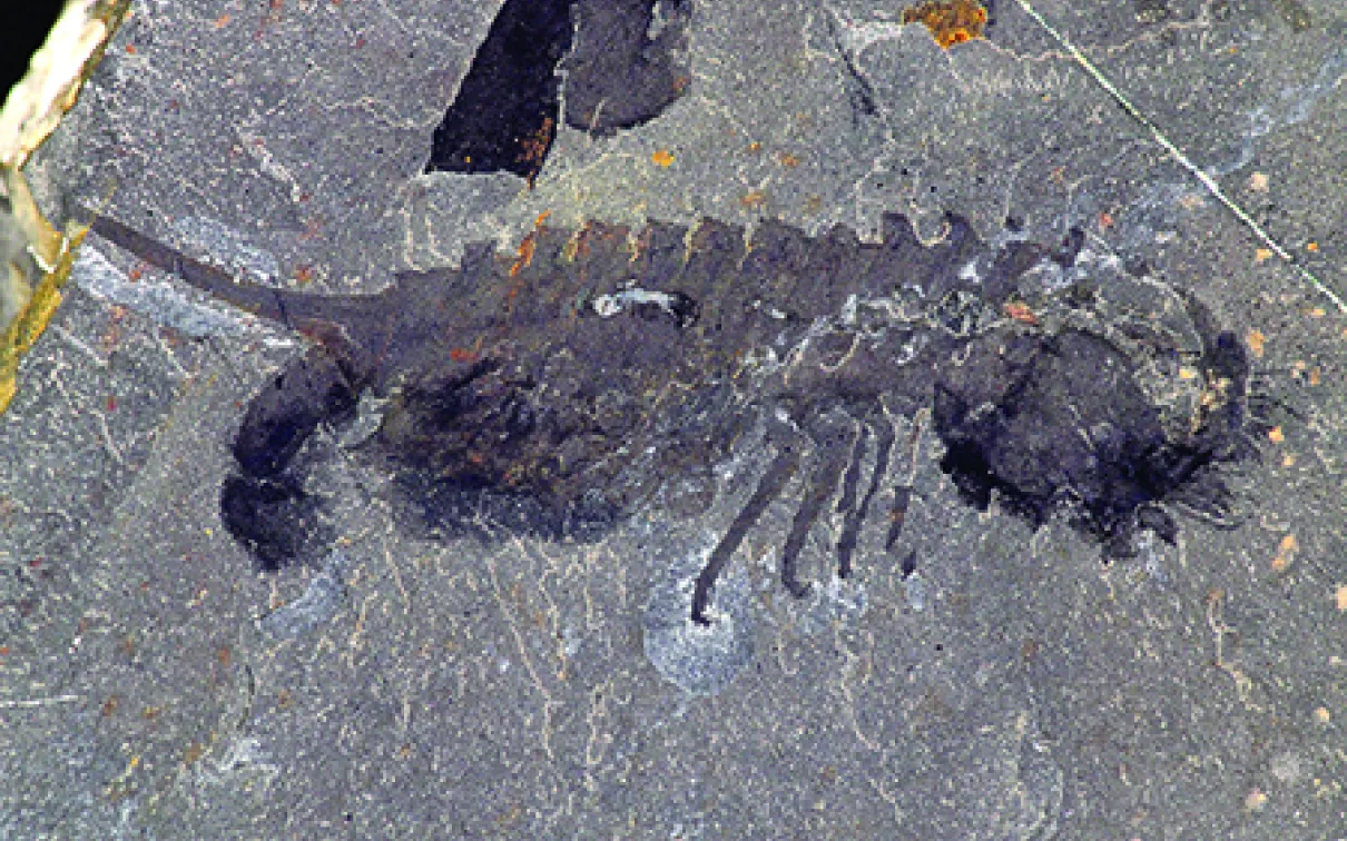 Spécimen fossile de habelia optata
