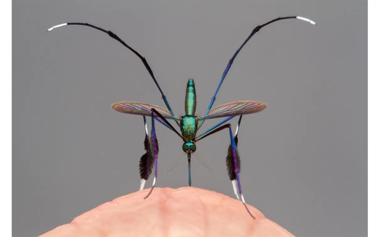 Close-up of of mosquito