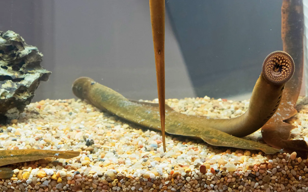 Lamprey in tank.