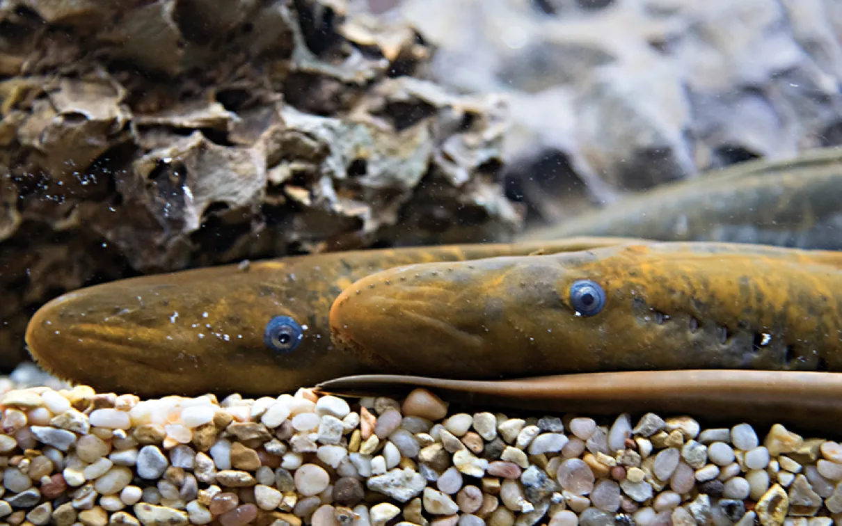 Lamprey in tank.