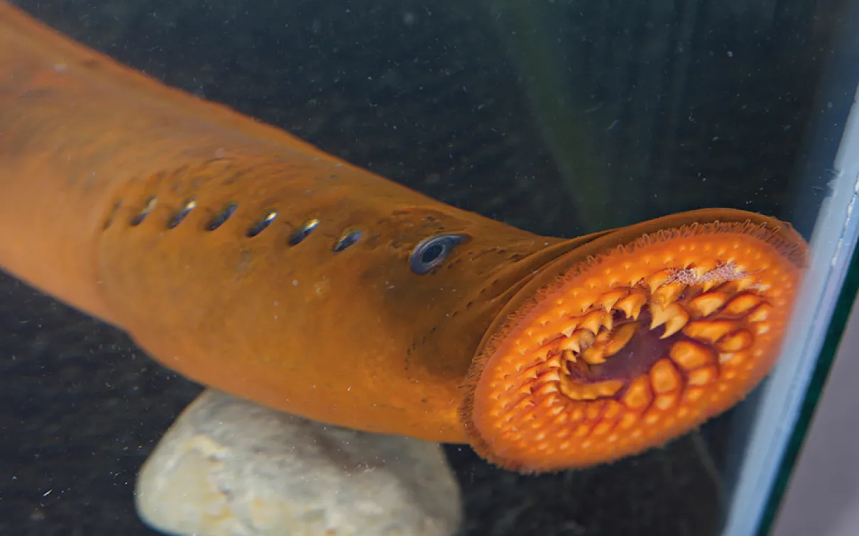 Lamprey in tank.