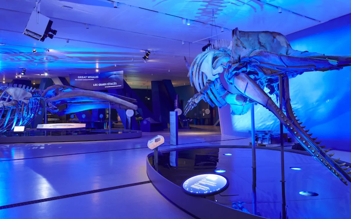 deux squelettes de baleine