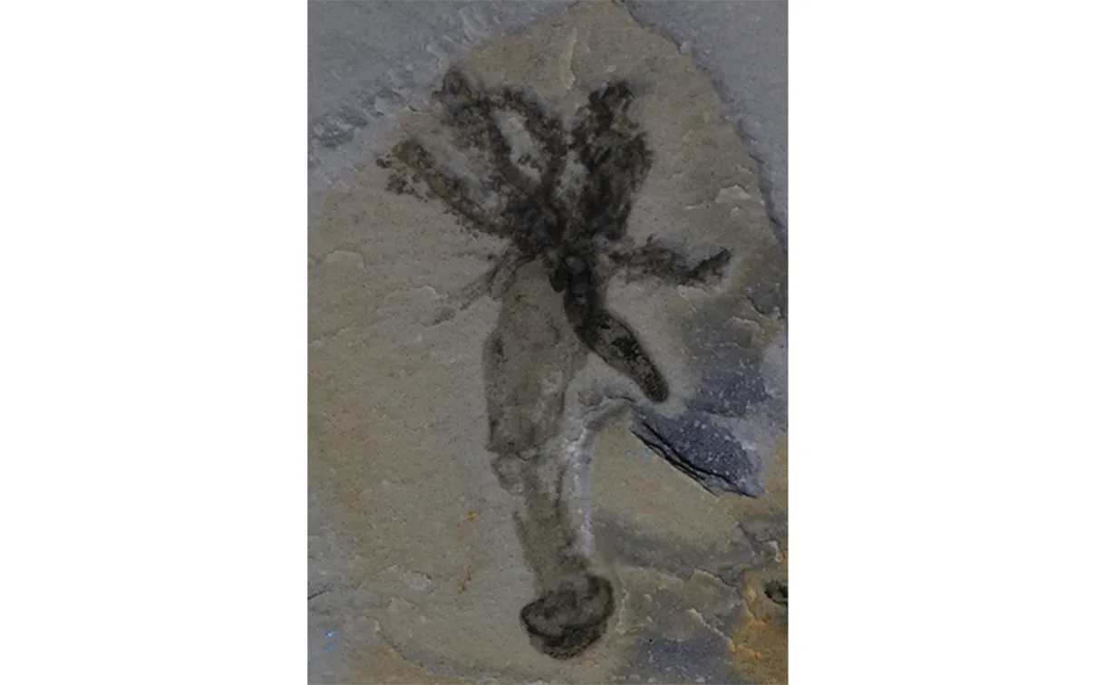 Fossil of Gyaltsenglossus senis.