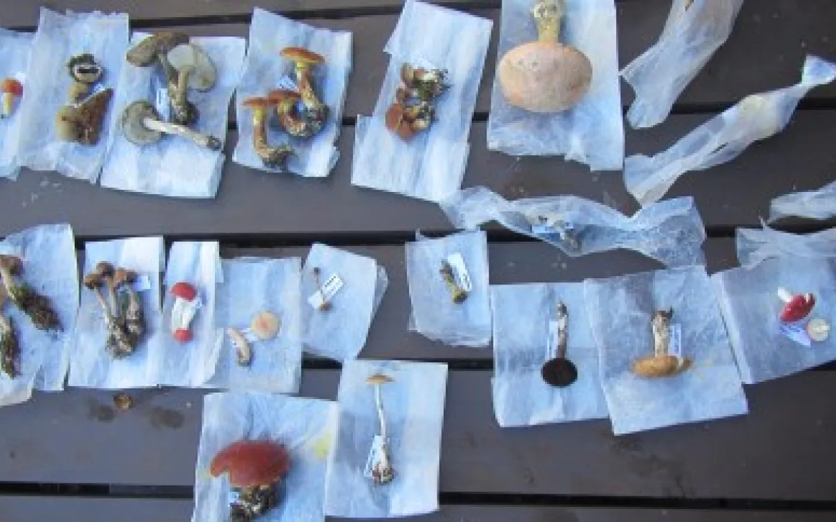 Haliburton Forest Reserve
