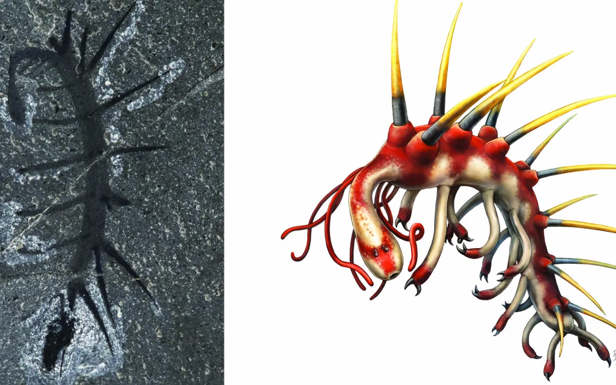 Hallucigenia sparsa est l'un des animaux les plus étranges des schistes de Burgess. Cet animal ressemblant à un ver possédait des épines paires distinctives et des pattes allongées. Il utilisait probablement ses minuscules griffes pour grimper sur des surfaces telles que les éponges.