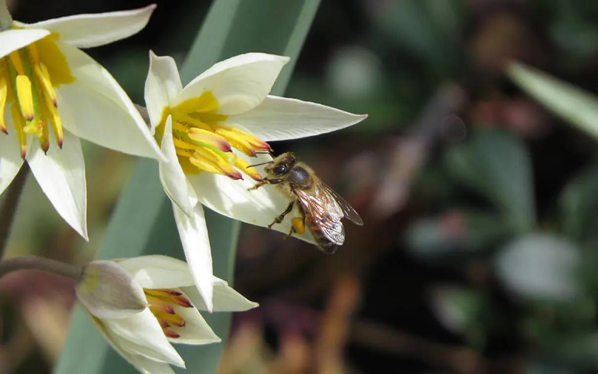 Abeille à miel sur une tulipe jaune pâle.