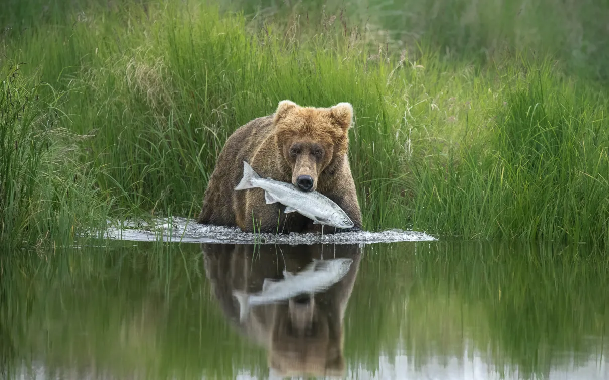Photographe de la vie sauvage de l'année 2020