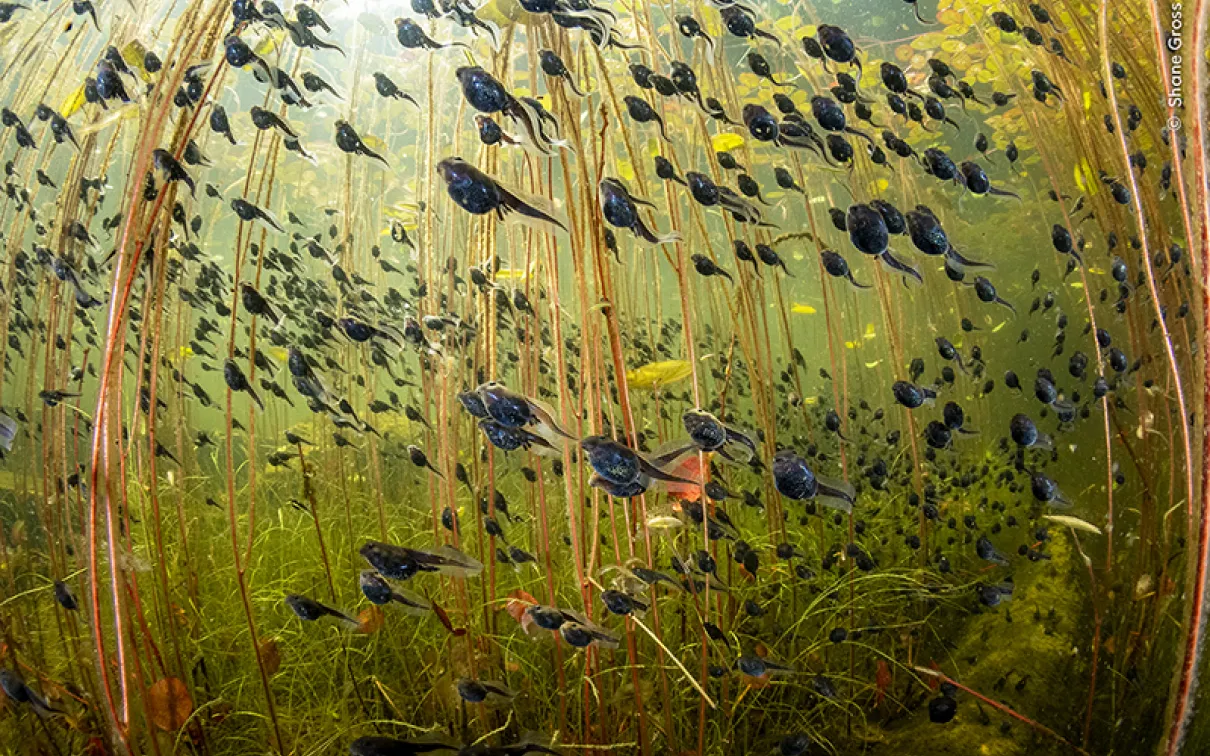 最新モデル c_shane_gross_wildlife_photogr その他