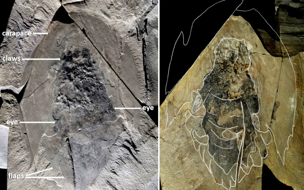 Complete fossil (Holotype ROMIP 65078) of Cambroraster falcatus, showing the eyes and the body with paired swimming flaps below the large head carapace. The shale in which the fossil was entombed was split open, leaving parts of the body on both sides (right and left).
