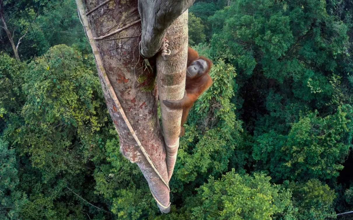 Wildlife Photographer of the Year 2016, Photo of a monkey climbing a tree