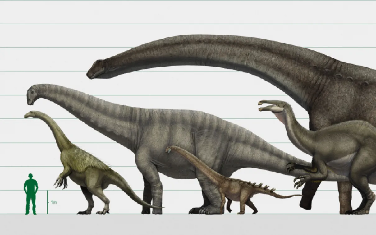 Diagram of different dinosaur species.