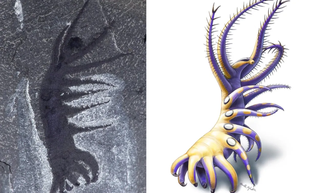 Photography of the fossil beside illustration of specimen.
