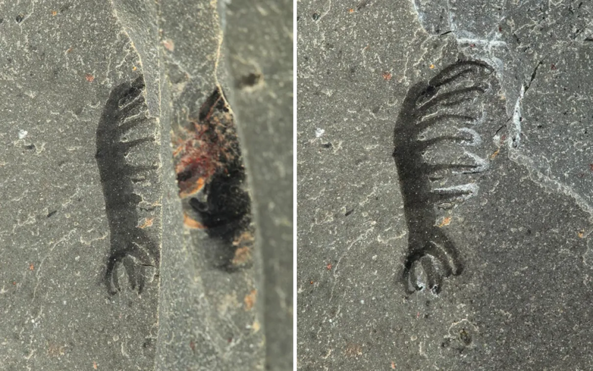 Photograph of fossils before and after preparation in the lab.
