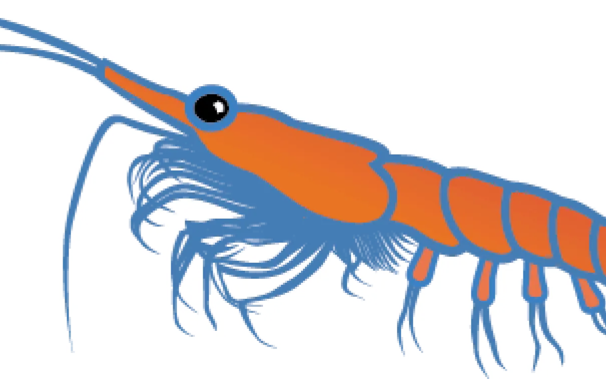 Illustration du krill.
