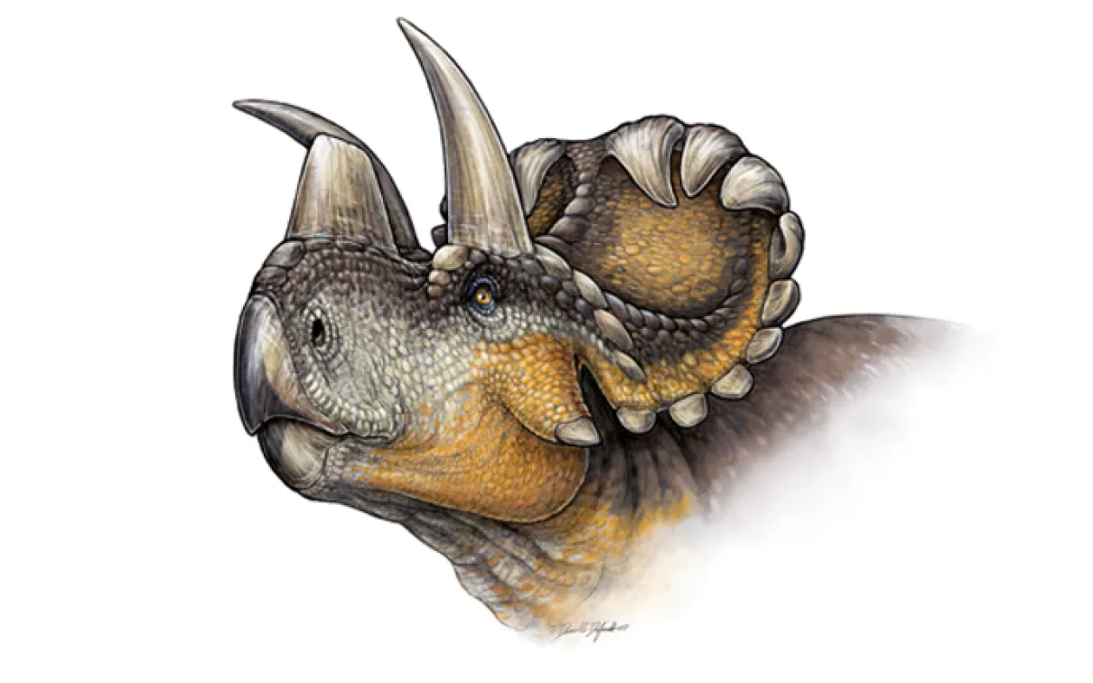 Reconstruction de la vie de Wendiceratops pinhornenis. Crédit : Danielle Dufault.