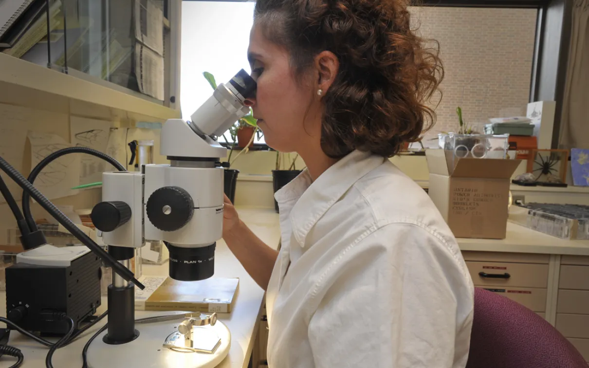 Antonia looks at the bug through a microscope in the ROM's entomology lab.
