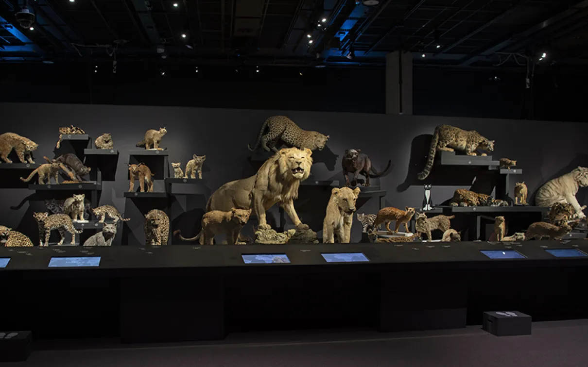 20 espèces de chats en exposition