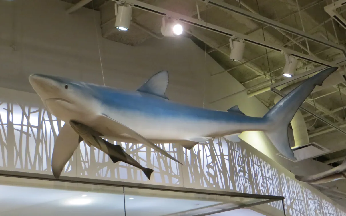 un requin au-dessus de la tête dans la galerie Schad