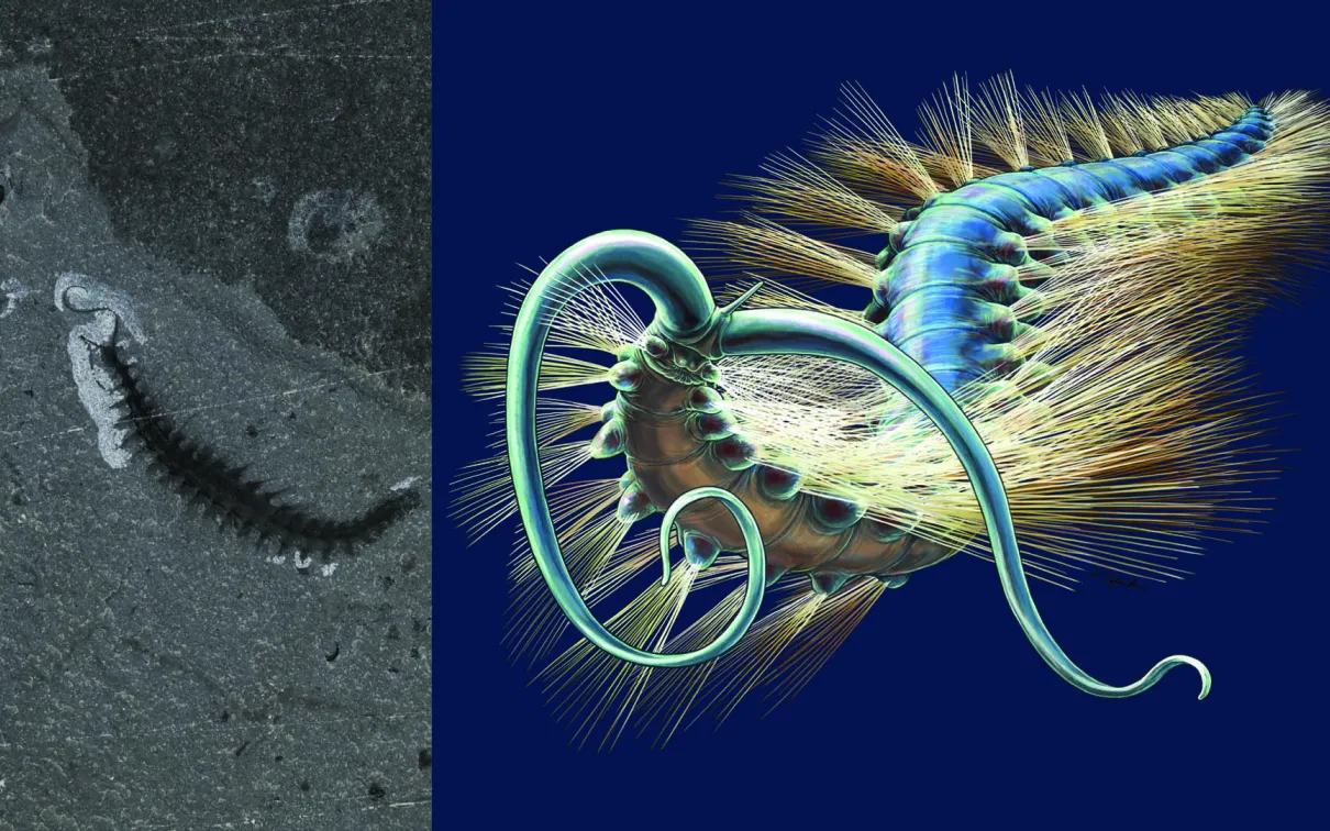 Kootenayscolex barbarensis est une nouvelle espèce de ver marin qui a été récemment découverte par des chercheurs du ROM dans les schistes de Burgess. Ce ver utilise son corps flexible et ses poils pour ramper sur le fond marin.