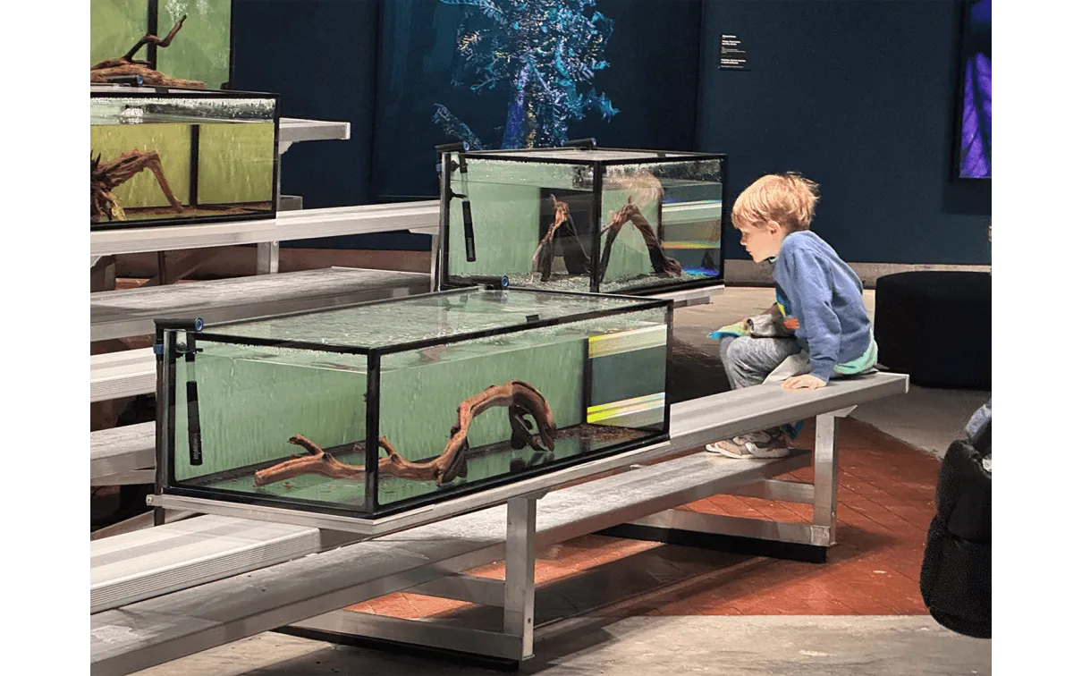 A boy peers into one of the aquaria of <i>Lonely Loricariidae</i>, an art installation featured in the 2023/24 Enduring Amazon exhibition at the Crystal Bridges Museum of American Art in Bentonville, Arkansas.