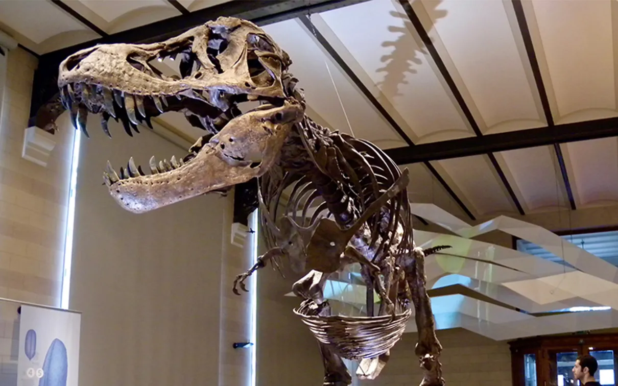 Dinosaur