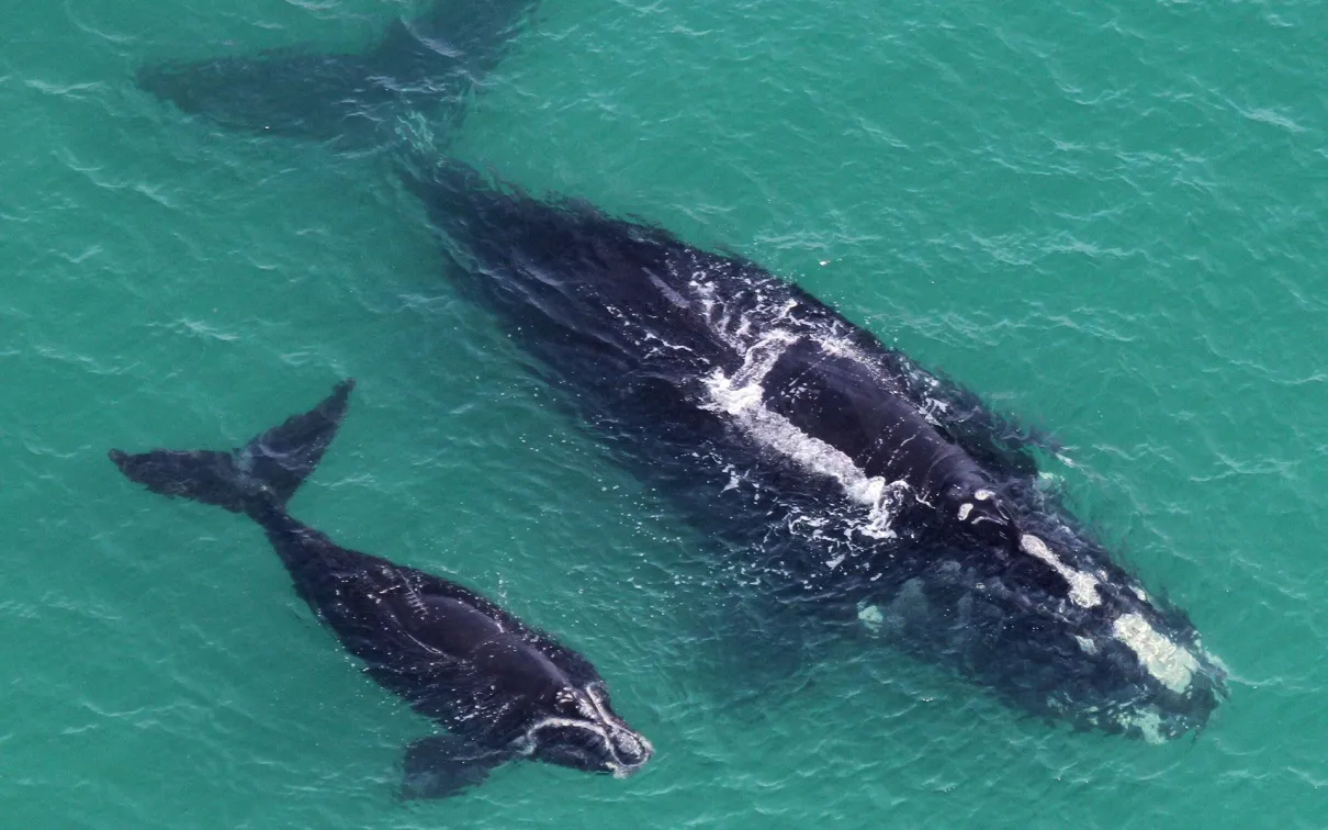 Baleines franches de l'Atlantique Nord - Mère et baleineau