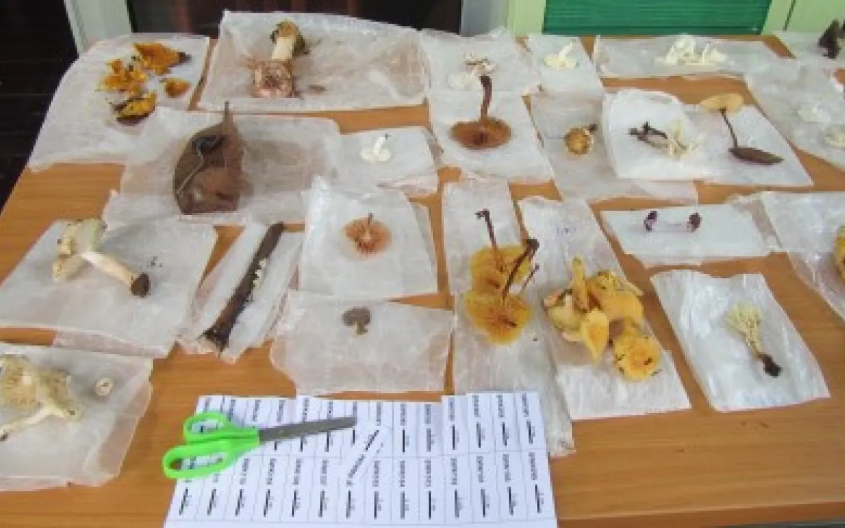 Mushrooms, Borneo
