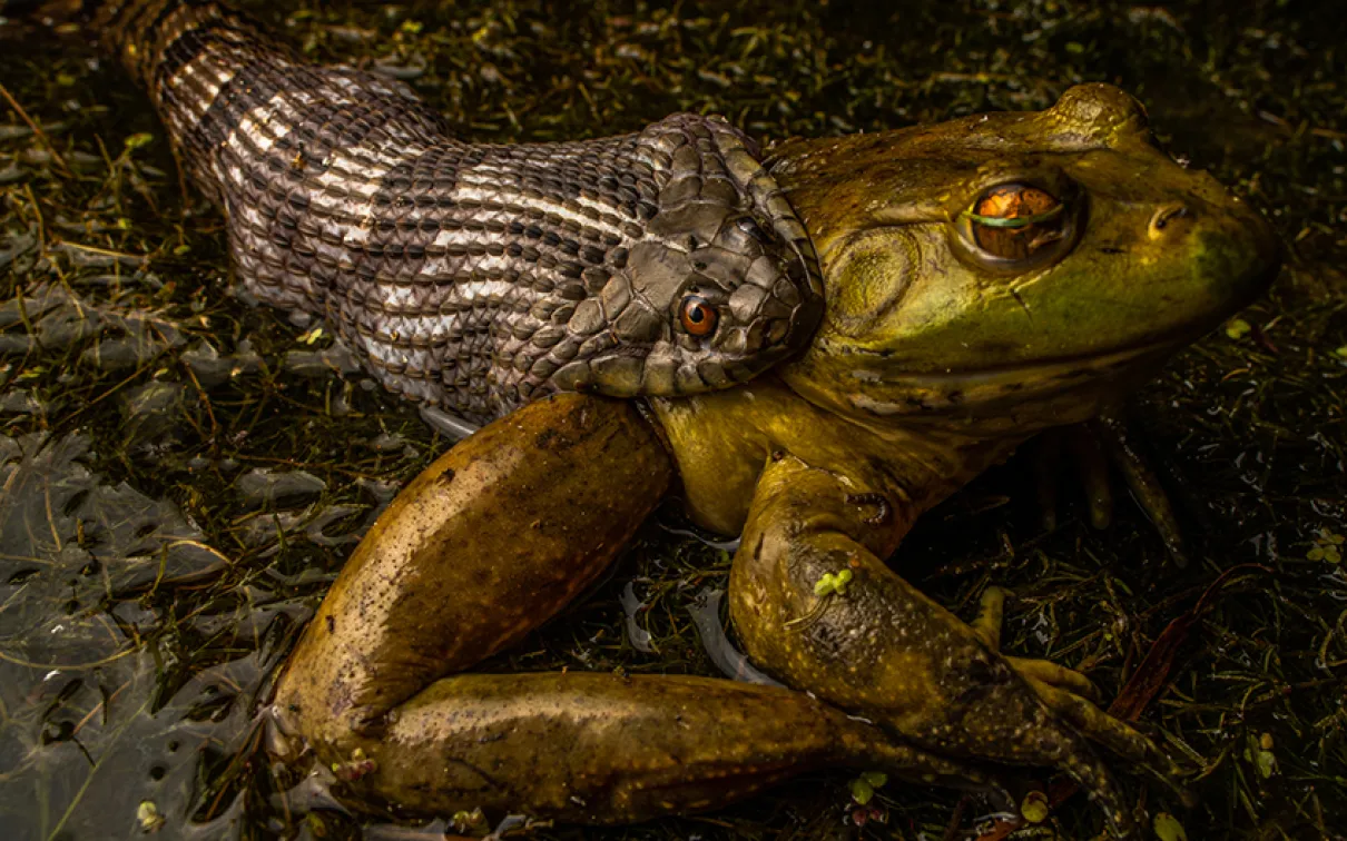 A diamondback water snake, A World-Renowned Wildlife Photographer on His Art and Process