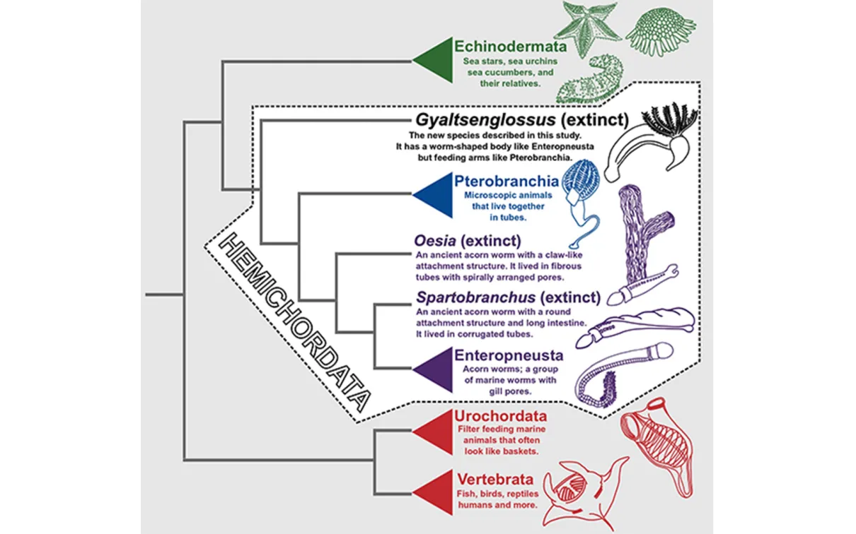 Simplified phylogeny of hemichordates.