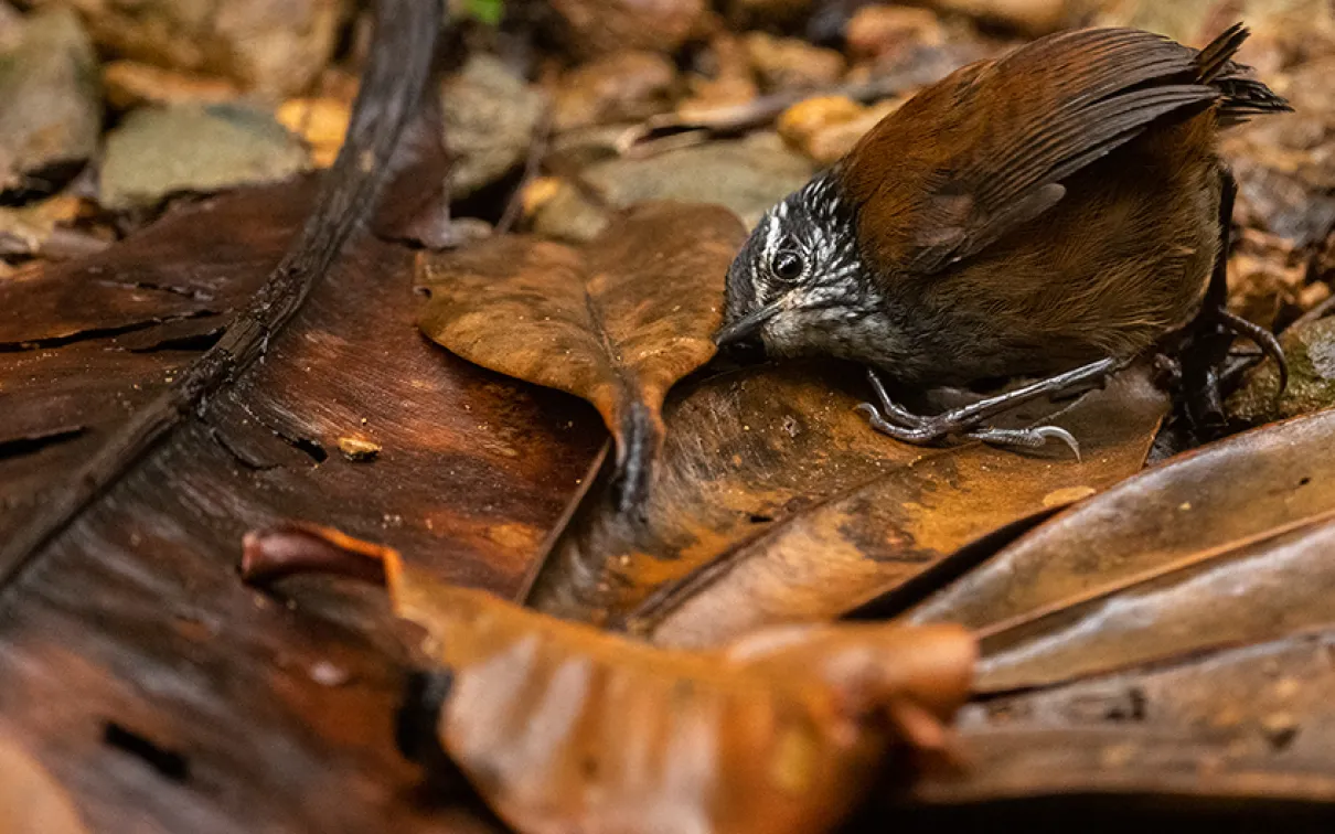 In The Listening Bird, Kanakis's award-winning photo, a grey-breasted wood wren listens for small insects.