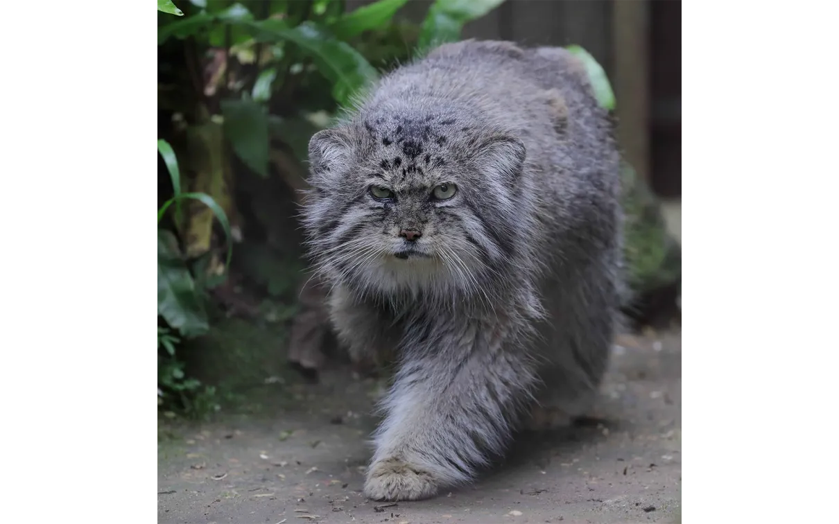 Pallas’s cat