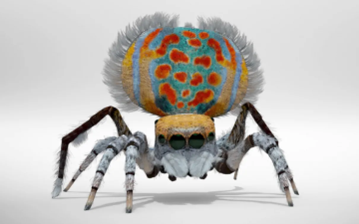 Spiders:  Fear & Fascination