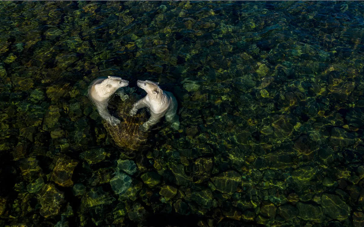Martin Gregus (Canada/Slovaquie) montre les ours polaires sous un autre jour lorsqu'ils s'échouent sur le rivage en été. Par une chaude journée d'été, deux femelles ourses polaires se sont rendues dans les eaux intertidales peu profondes pour se rafraîchir et jouer. Martin a utilisé un drone pour capturer ce moment. Pour lui, la forme du cœur symbolise l'apparente affection fraternelle qui les unit et "l'amour que nous devons, en tant qu'êtres humains, au monde naturel".