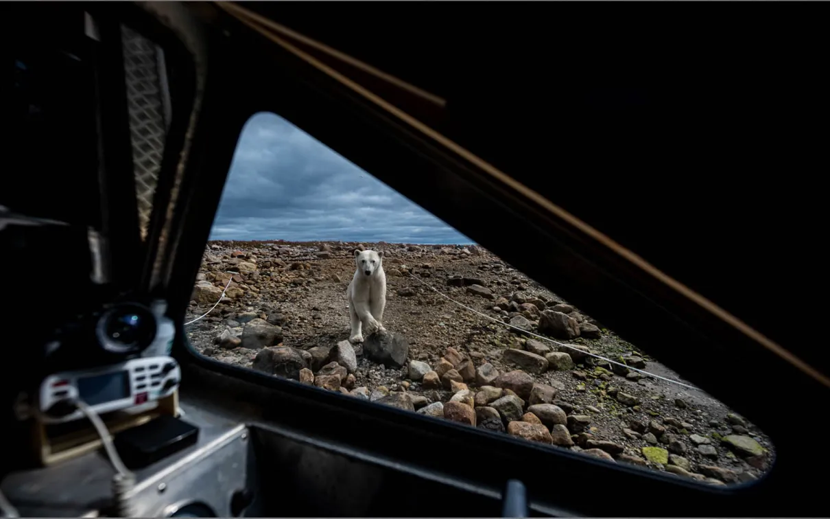 View of polar bear from the window of a tent.