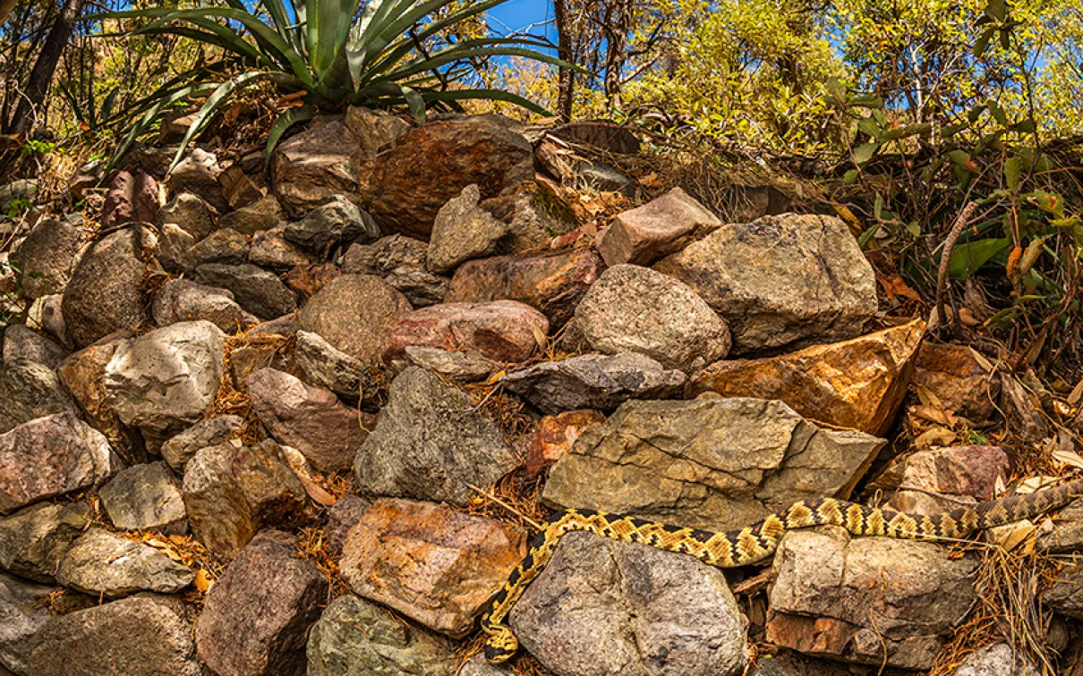 In Rattlesnake Hotspot, Kanakis's "highly commended photo," a black-tailed rattlesnake basks in the sun amidst the ruins of an old gold mining camp.