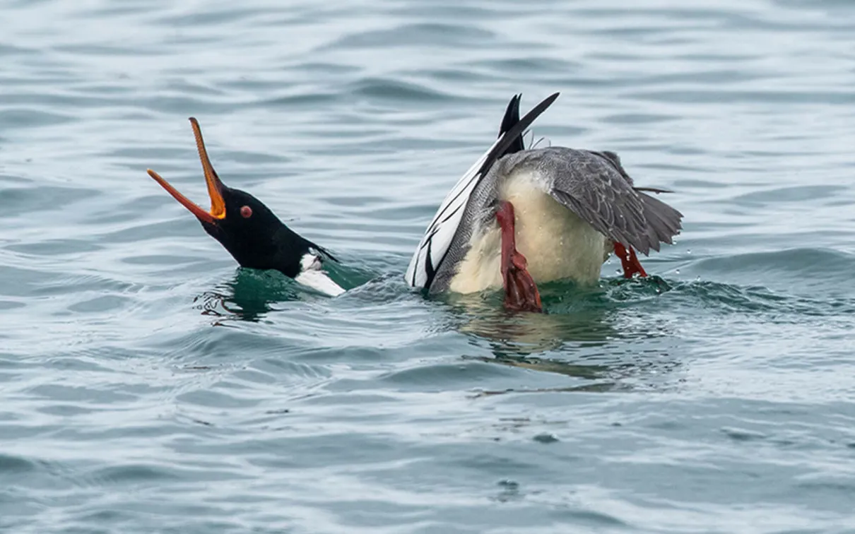 A Red-breasted Merganser performing a salute-curtsy.