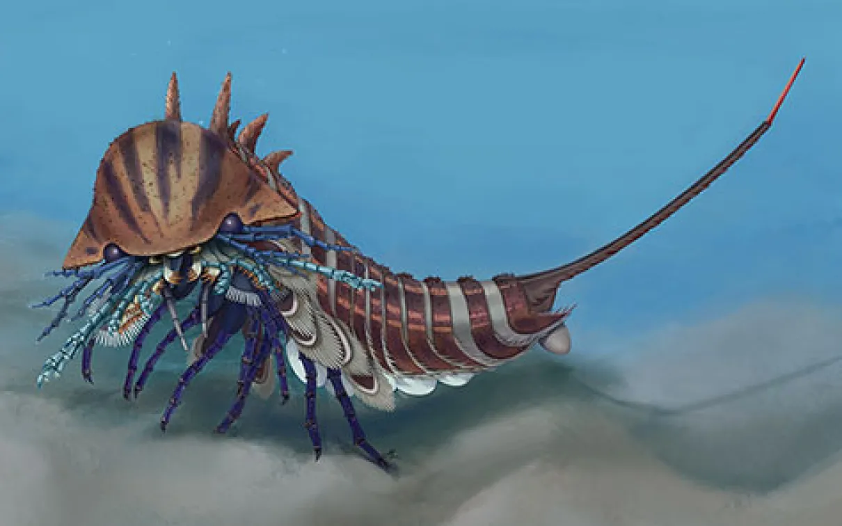 Artistic reconstruction of habelia optata
