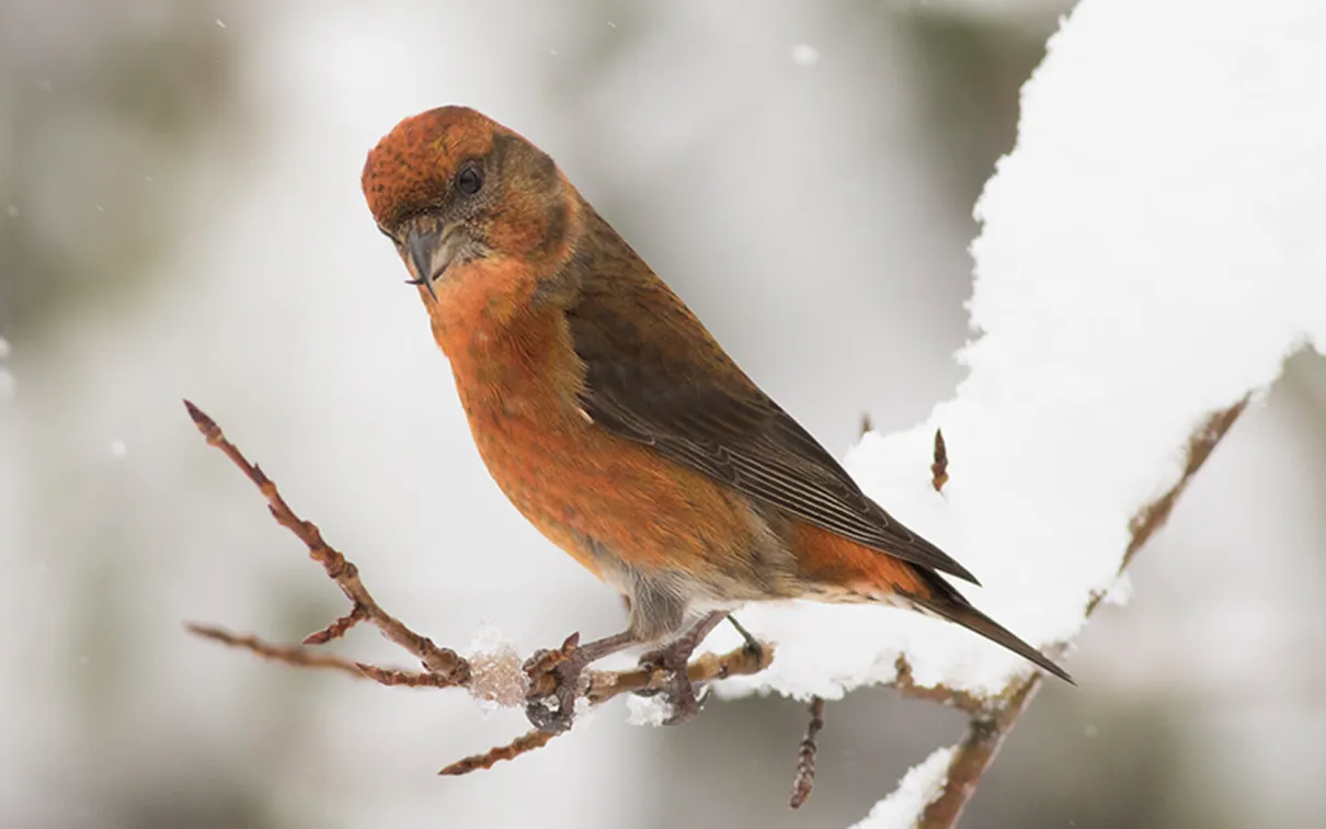 Red crossbill.