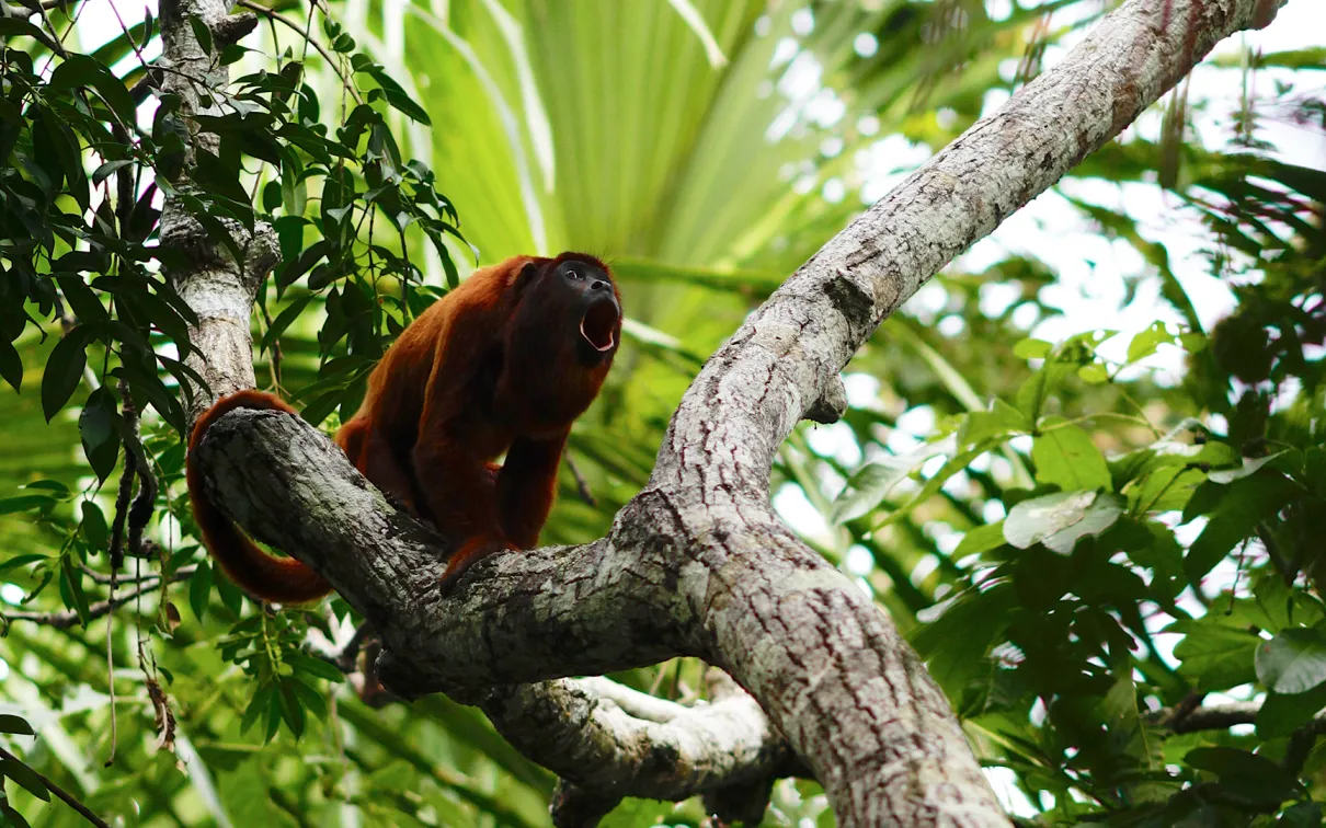 Singe hurleur rouge