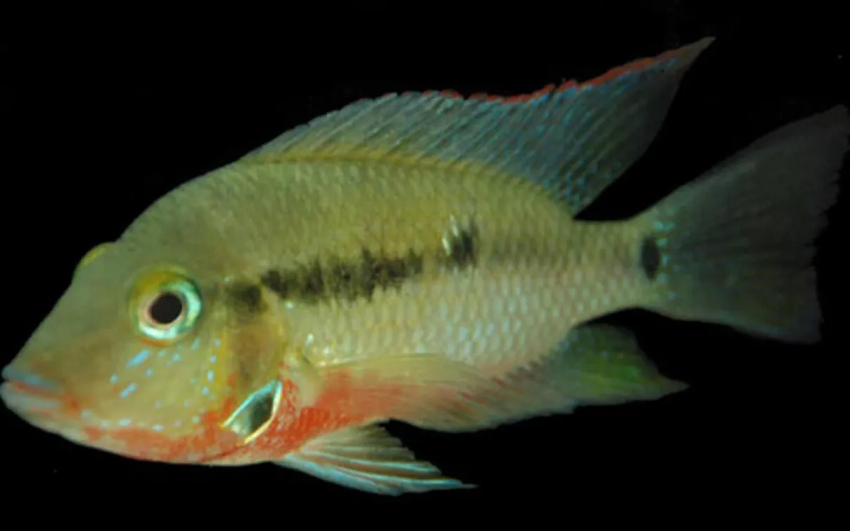 A species of Thorichthys.
