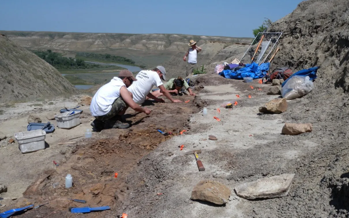 The Southern Alberta Dinosaur Project team dig in a bonebed.
