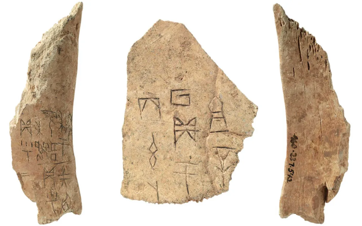 Oracle bones (inscribed bone), Shang Dynasty, China, 1400 - 1050 BCE, (960.237.2225, 960.237.542)
