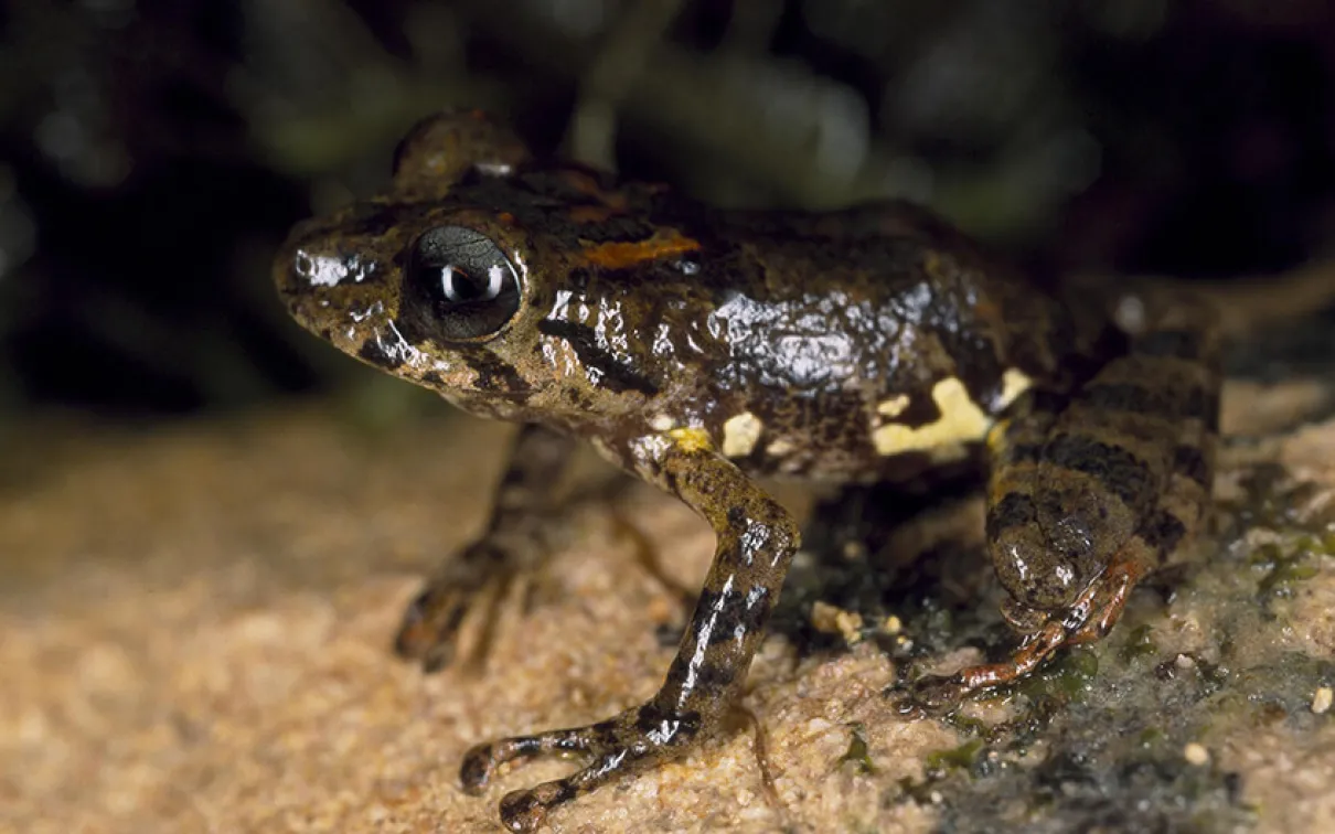 Pristimantis inguinalis collected in Guyana.
