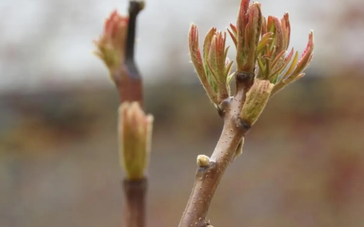 Cut-leaf staghorn sumach.