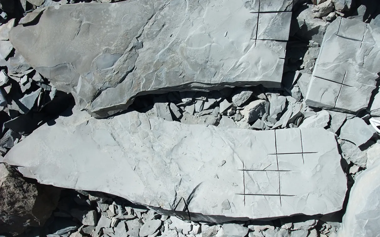 Spécimens préparés pour la collecte pendant le travail de terrain, avec des marques de scie à roche clairement visibles dans le schiste.