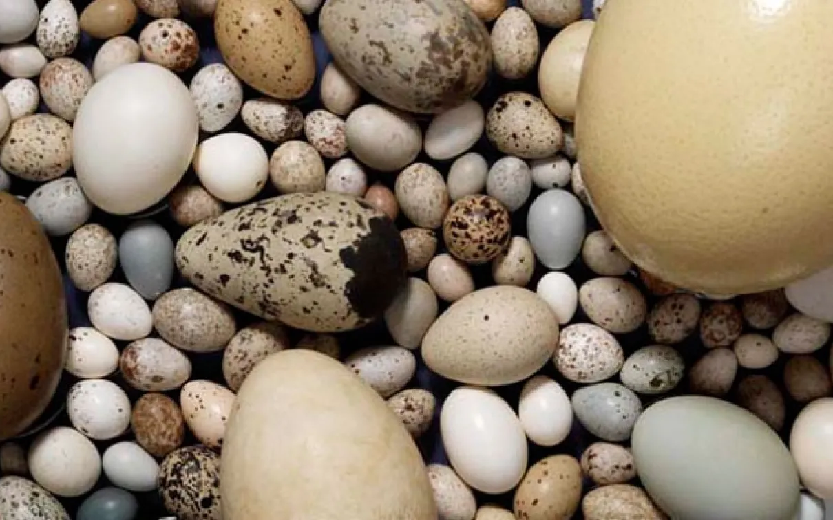 Œufs, nids, plumes, ornithologie, spécimens d'œufs d'oiseaux, 