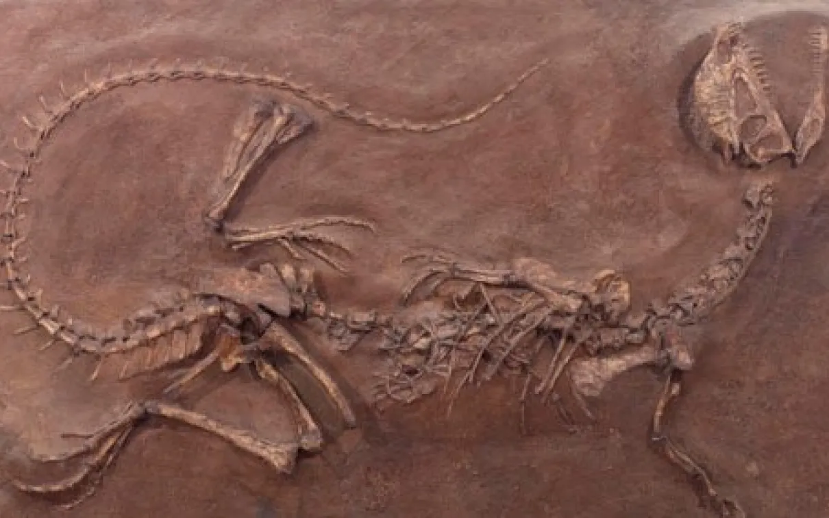 Fossilized dinosaur.

